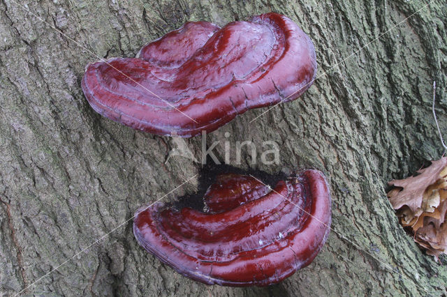 Harslakzwam (Ganoderma resinaceum)