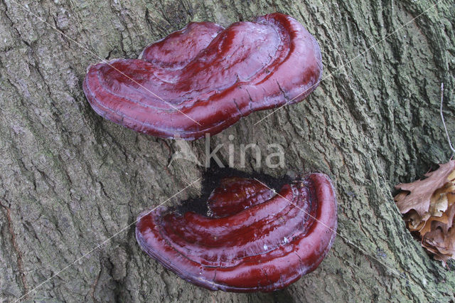 Ganoderma resinaceum