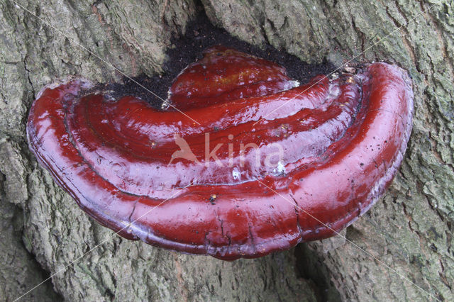 Harslakzwam (Ganoderma resinaceum)