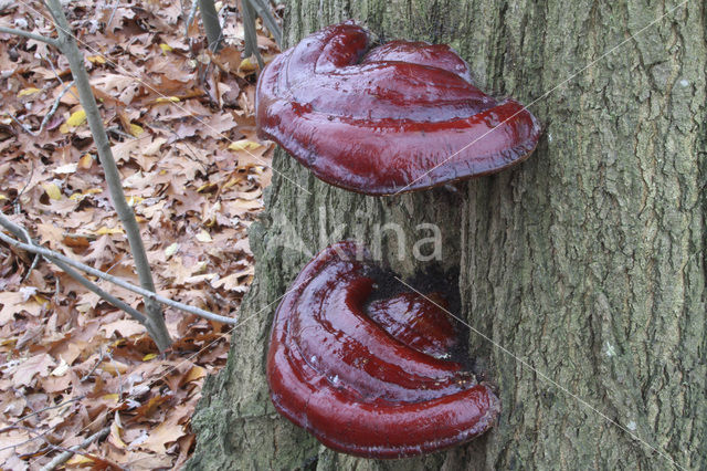 Harslakzwam (Ganoderma resinaceum)