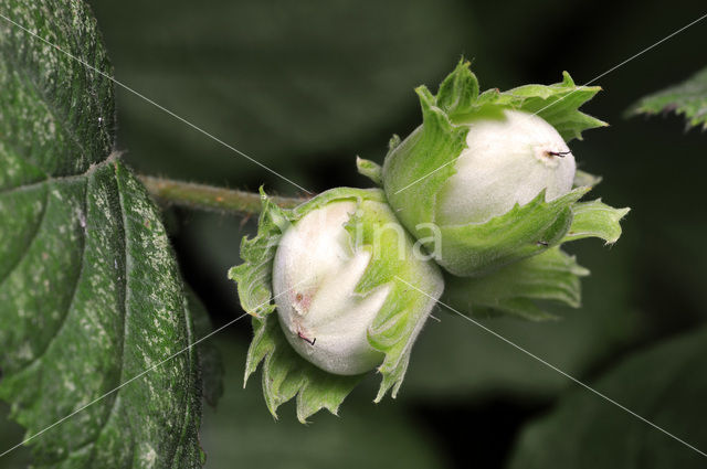 Hazelaar (Corylus avellana)