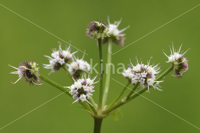 Heelkruid (Sanicula europaea)