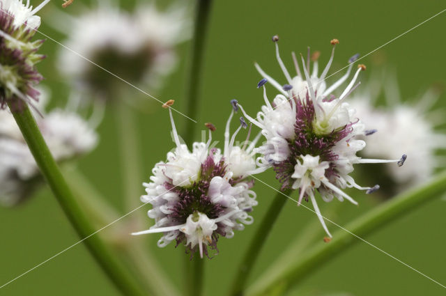 Heelkruid (Sanicula europaea)