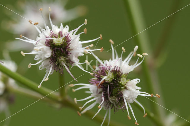 Sanicle (Sanicula europaea)