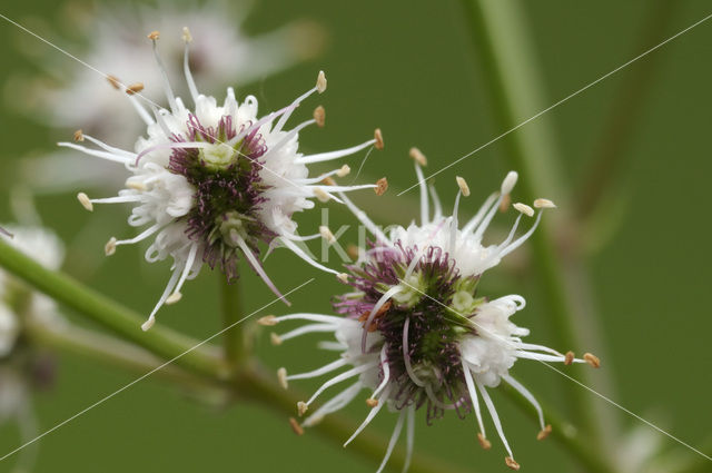 Heelkruid (Sanicula europaea)