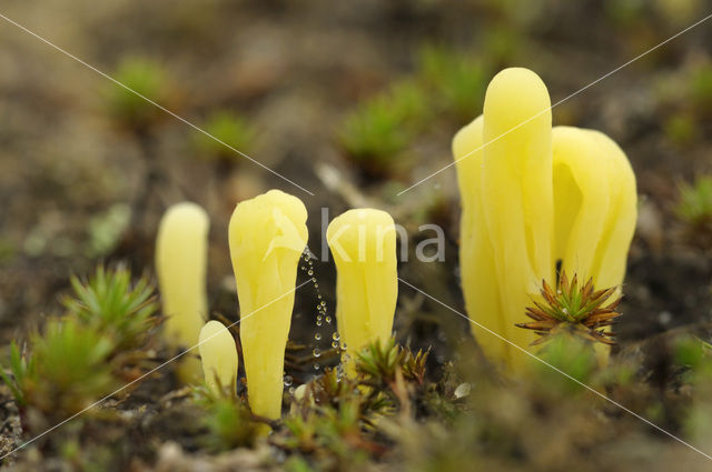 Heideknotszwam (Clavaria argillacea)