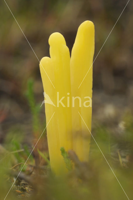 Heideknotszwam (Clavaria argillacea)