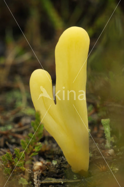 Heideknotszwam (Clavaria argillacea)