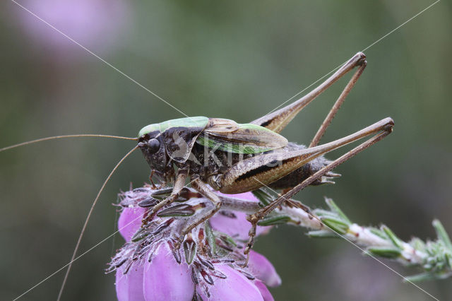 Bog Bush-cricket (Metrioptera brachyptera)