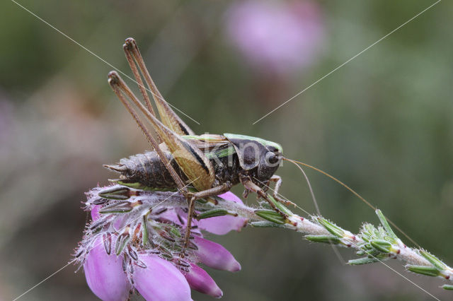 Heidesabelsprinkhaan (Metrioptera brachyptera)