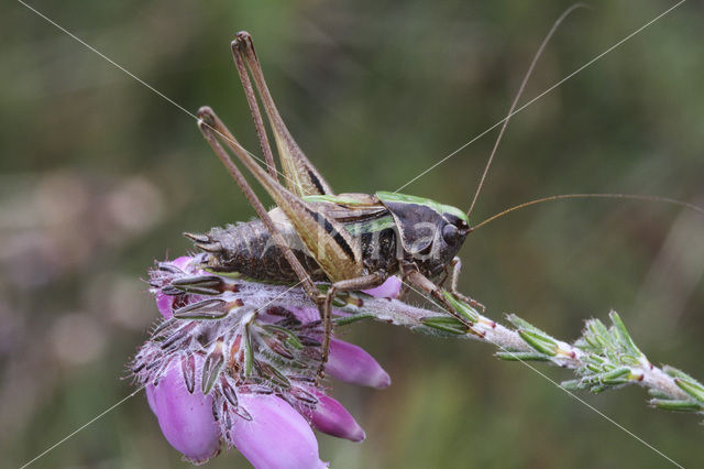 Heidesabelsprinkhaan (Metrioptera brachyptera)