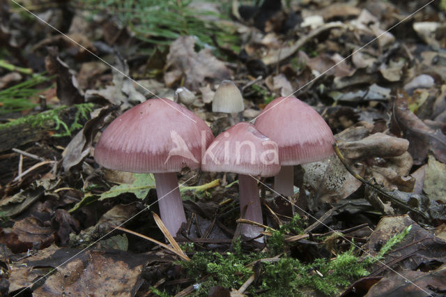 Rosy Bonnet (Mycena rosea)