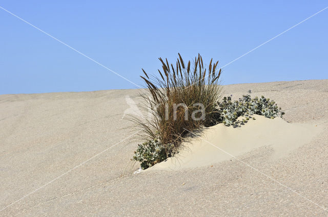 Marram (Ammophila arenaria)