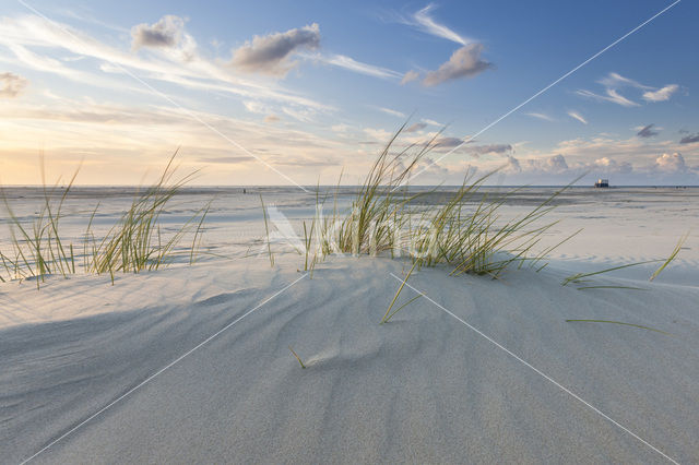 Marram (Ammophila arenaria)