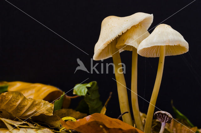 common bonnet (Mycena galericulata)