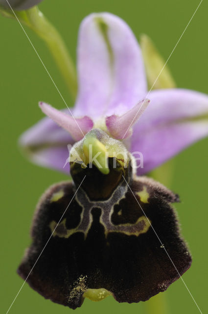 Late Spider Orchid (Ophrys holoserica