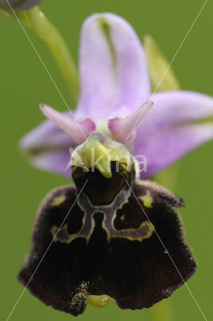 Hommelorchis (Ophrys holoserica