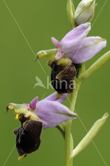 Hommelorchis (Ophrys holoserica