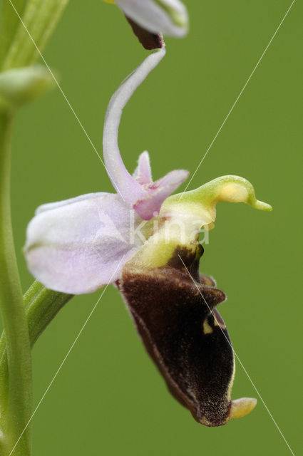 Late Spider Orchid (Ophrys holoserica