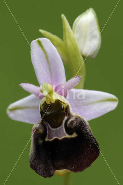 Hommelorchis (Ophrys holoserica