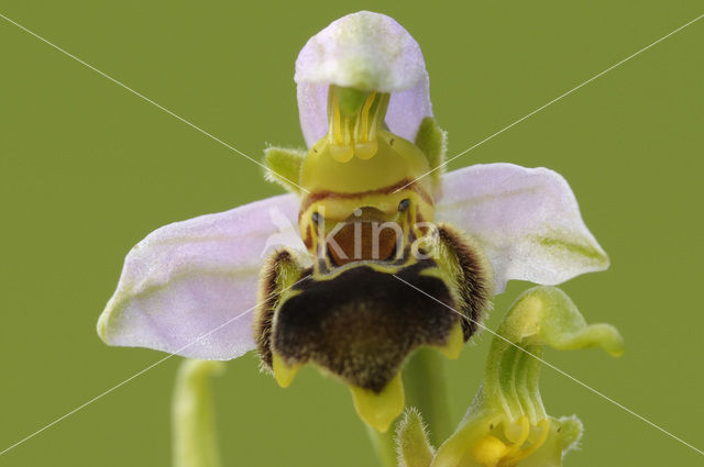 Late Spider Orchid (Ophrys holoserica