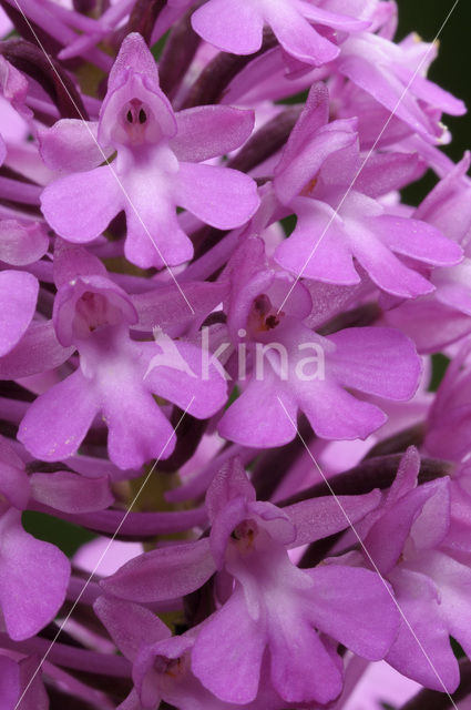 Hondskruid (Anacamptis pyramidalis)