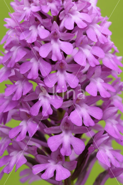 Hondskruid (Anacamptis pyramidalis)