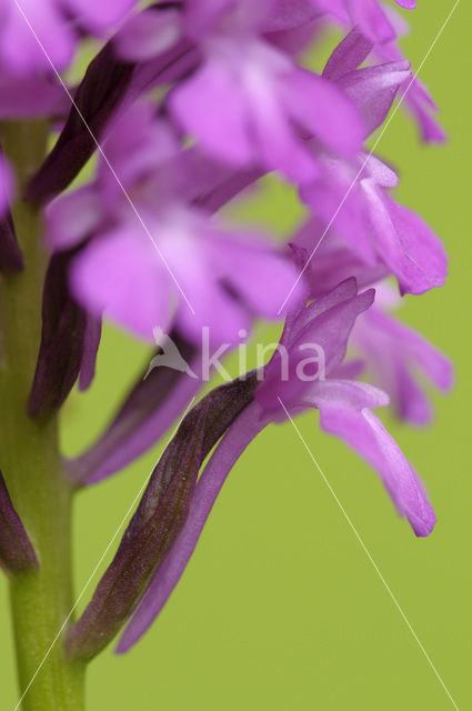 Hondskruid (Anacamptis pyramidalis)