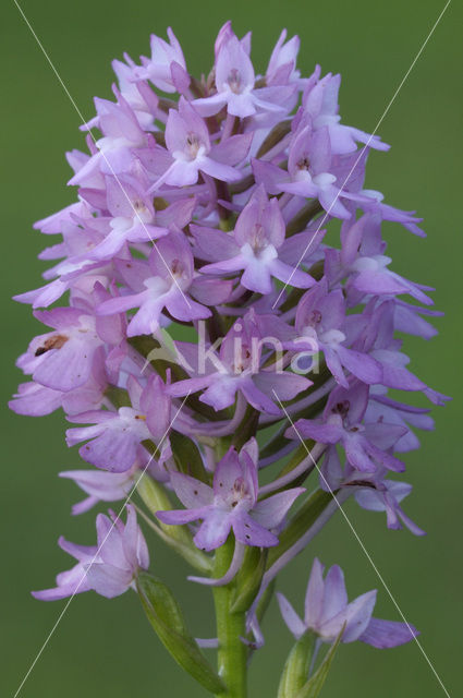 Hondskruid (Anacamptis pyramidalis)