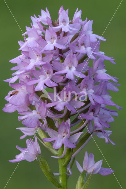 Pyramidal Orchid (Anacamptis pyramidalis)