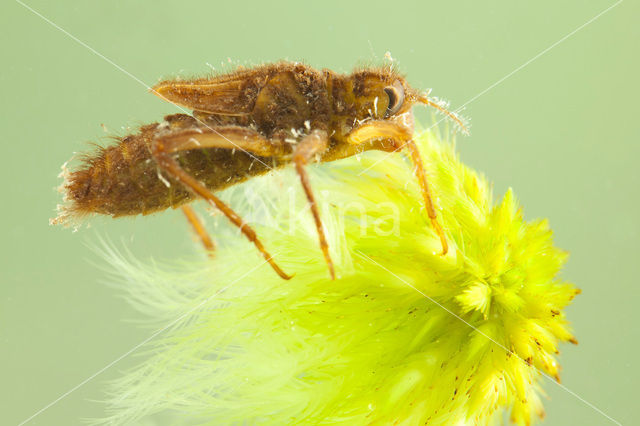 Hoogveenglanslibel (Somatochlora arctica)