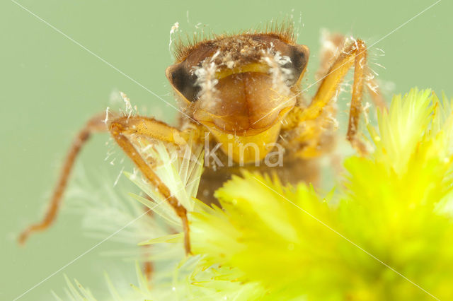 Northern Emerald (Somatochlora arctica)