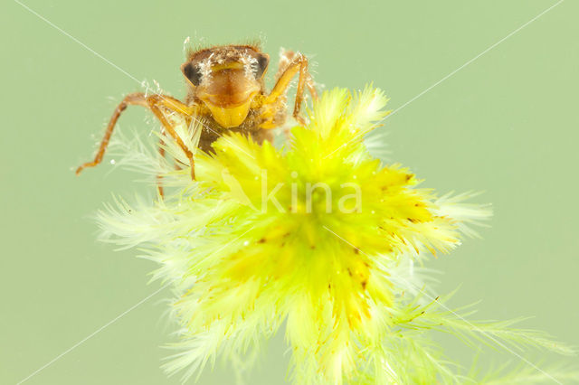 Northern Emerald (Somatochlora arctica)