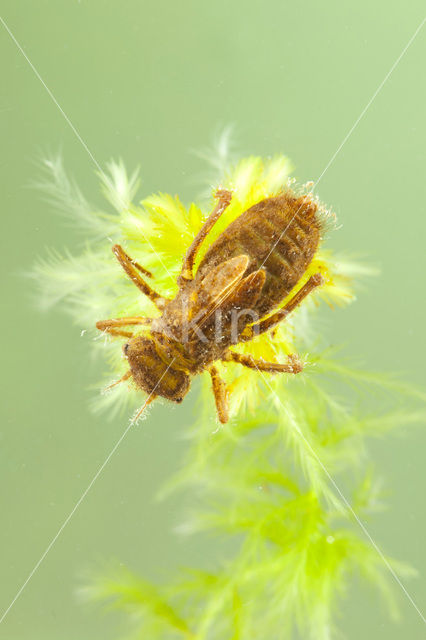 Hoogveenglanslibel (Somatochlora arctica)