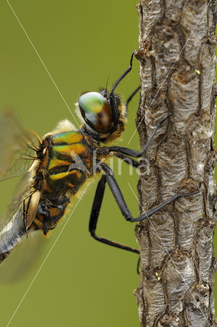 Hoogveenglanslibel (Somatochlora arctica)