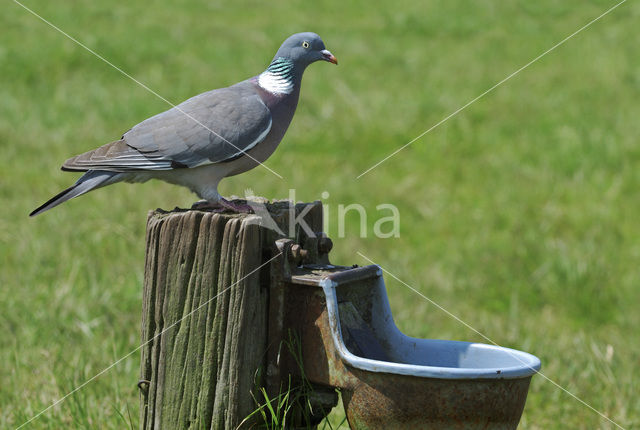 Houtduif (Columba palumbus)