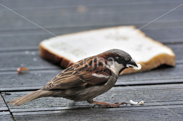 House Sparrow (Passer domesticus)