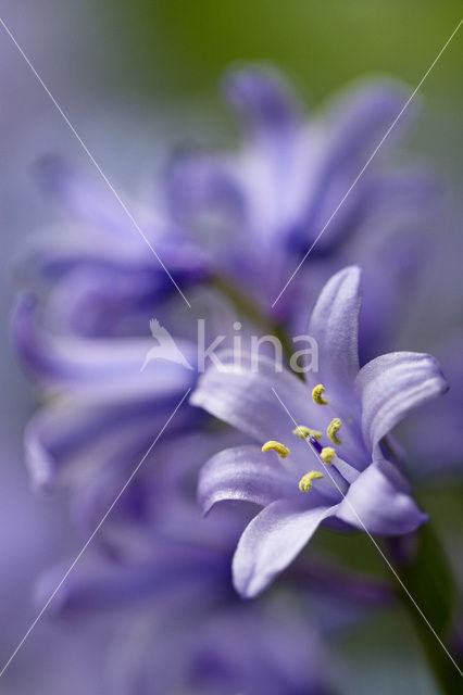 Dutch Hyacinth (Hyacinthus orientalis)