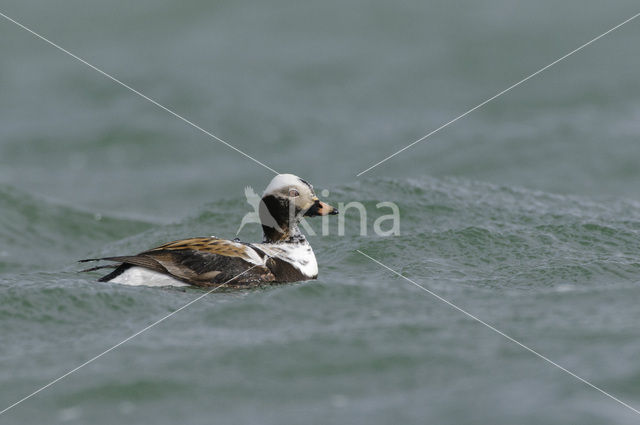 Long-tailed Duck