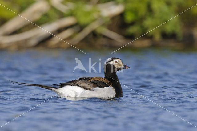 IJseend (Clangula hyemalis)