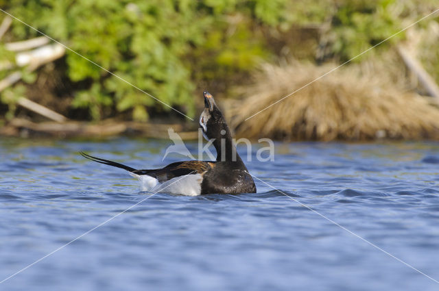 IJseend (Clangula hyemalis)