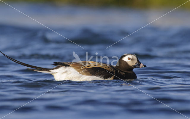 IJseend (Clangula hyemalis)