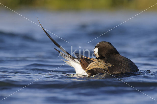 Long-tailed Duck