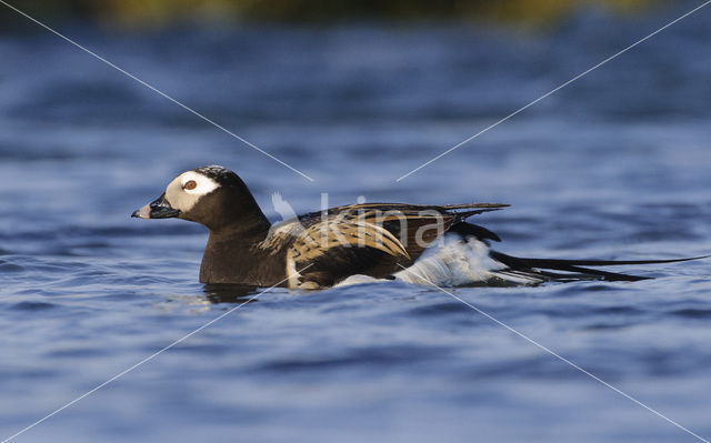 IJseend (Clangula hyemalis)