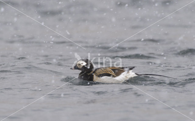 Long-tailed Duck