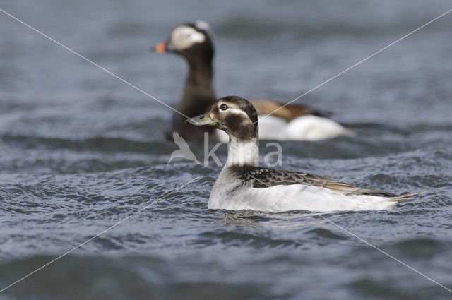 Long-tailed Duck