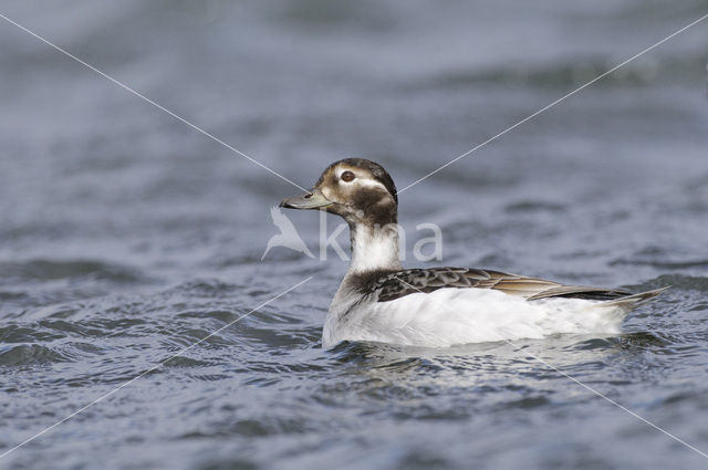 Long-tailed Duck