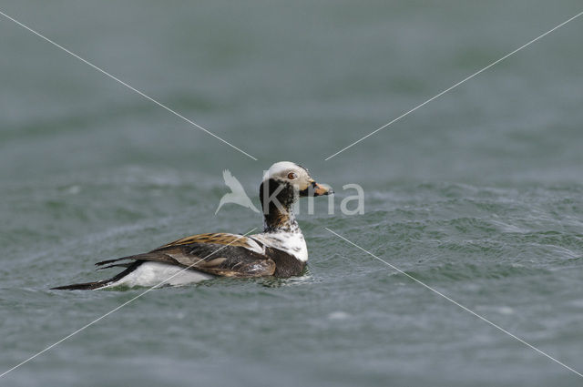 Long-tailed Duck