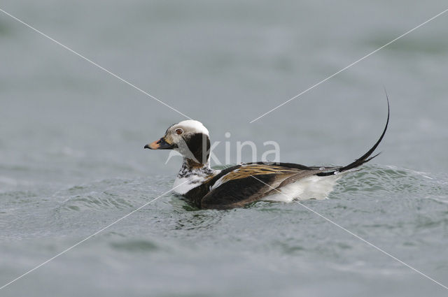 Long-tailed Duck