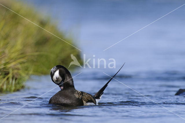 IJseend (Clangula hyemalis)